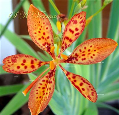  Flower
